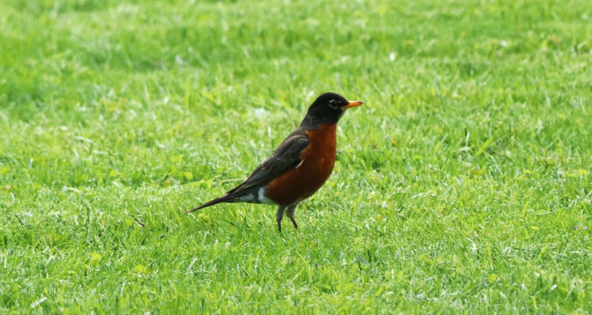 American Robin - Charlotte Croshaw