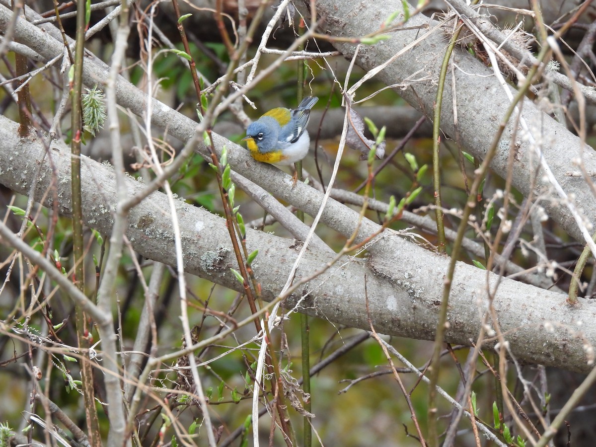 Northern Parula - Rhonda Langelaan