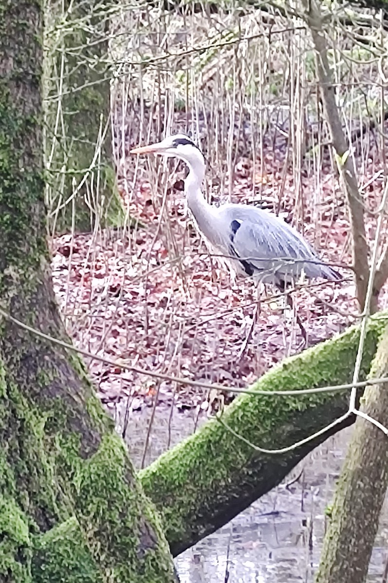 Gray Heron - Amélie S