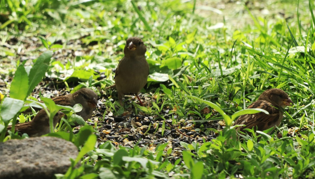 House Sparrow - Charlotte Croshaw