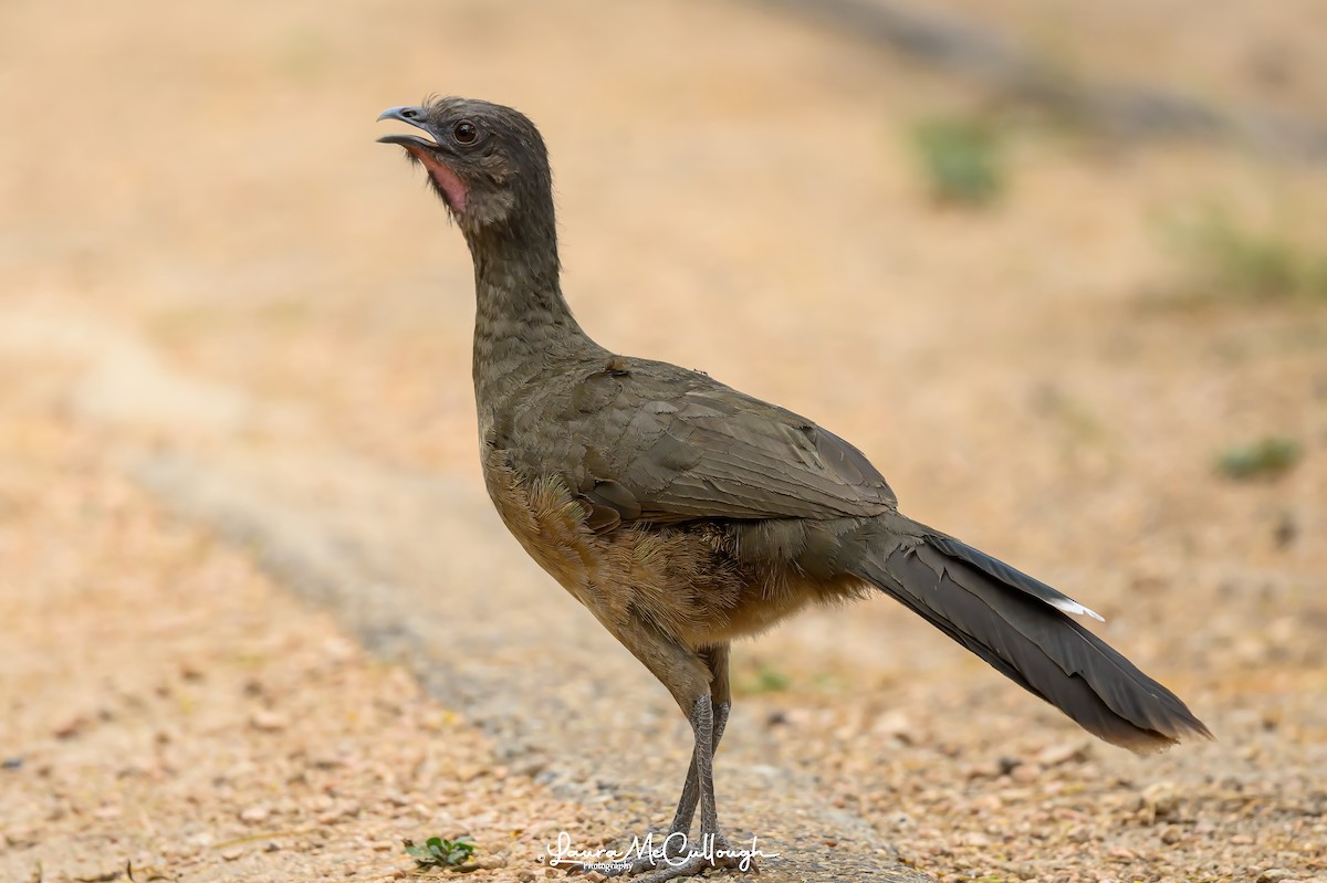 Plain Chachalaca - Laura McCullough