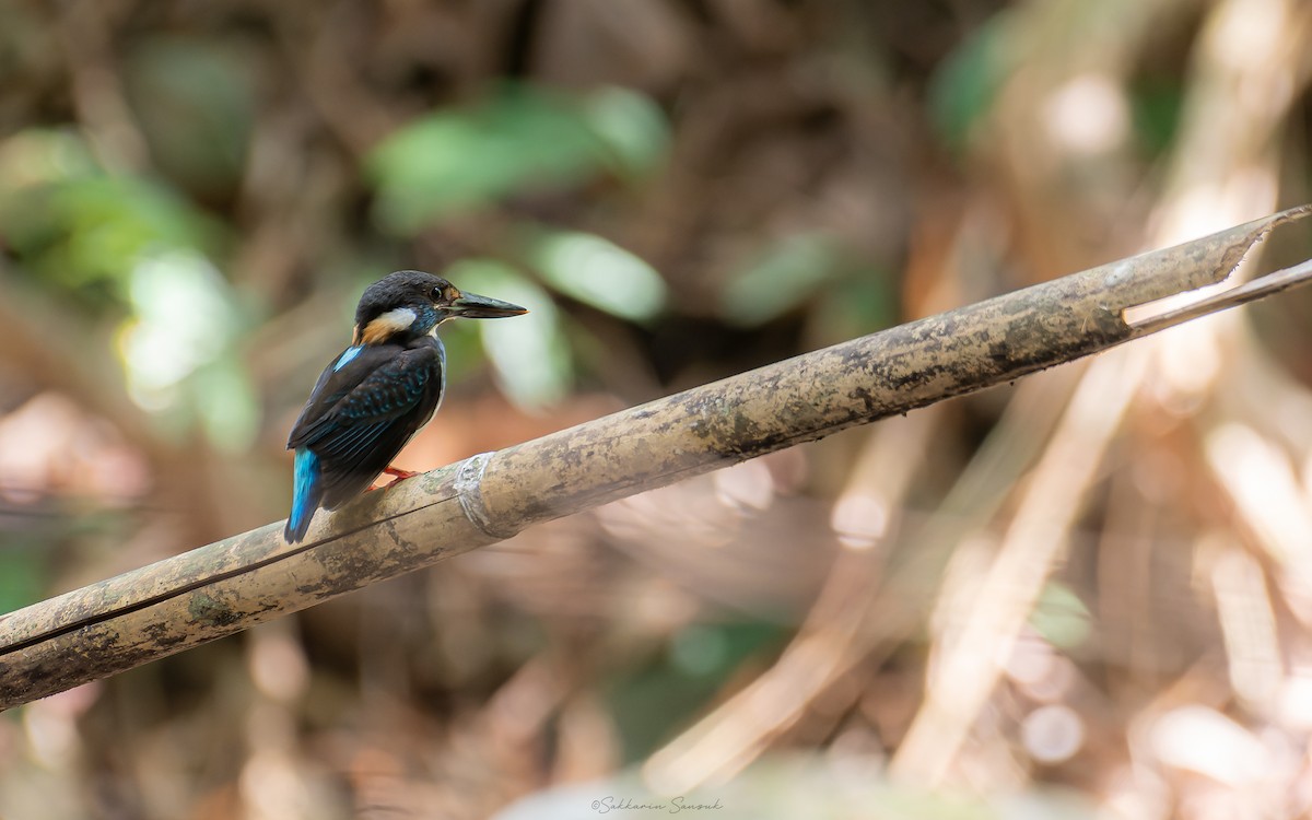 Malaysian Blue-banded Kingfisher - Sakkarin Sansuk