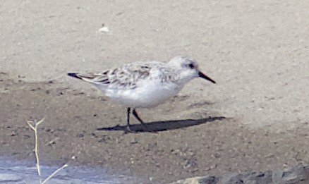 Sanderling - Dave Trochlell