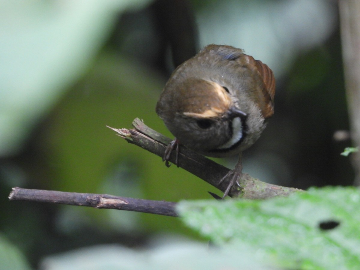 White-gorgeted Flycatcher - Chaiti Banerjee