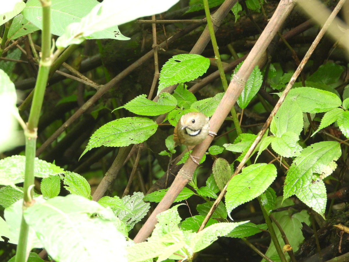 White-gorgeted Flycatcher - ML618810769