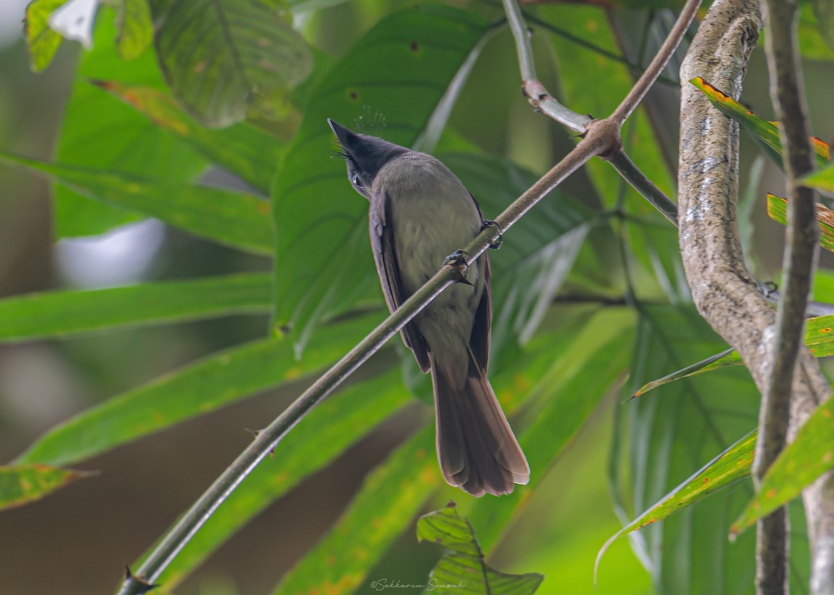 Black-naped Monarch - ML618810794