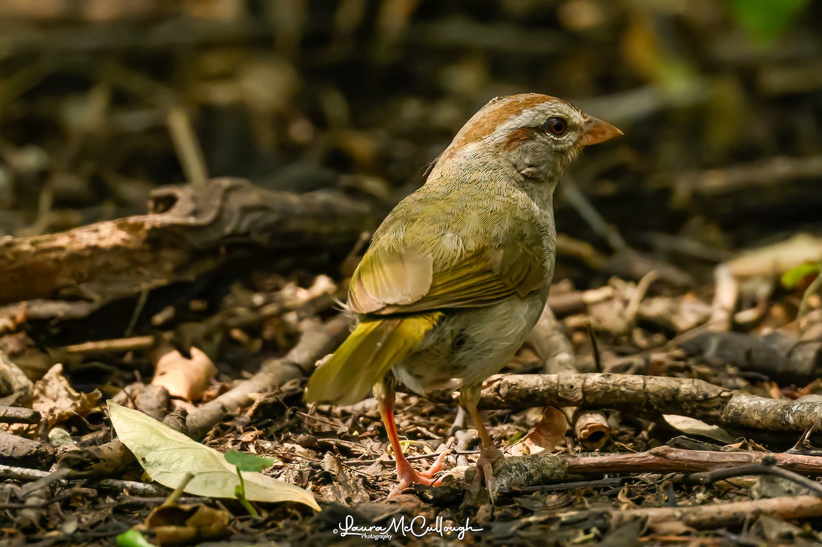 Olive Sparrow - Laura McCullough