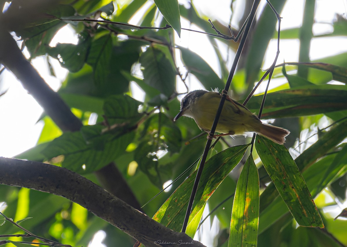 Yellow-bellied Warbler - Sakkarin Sansuk