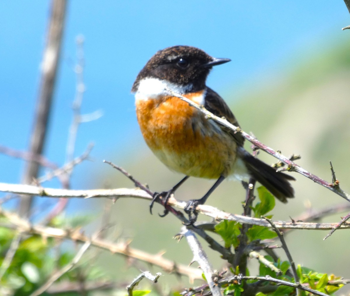 European Stonechat - Bernie Millington