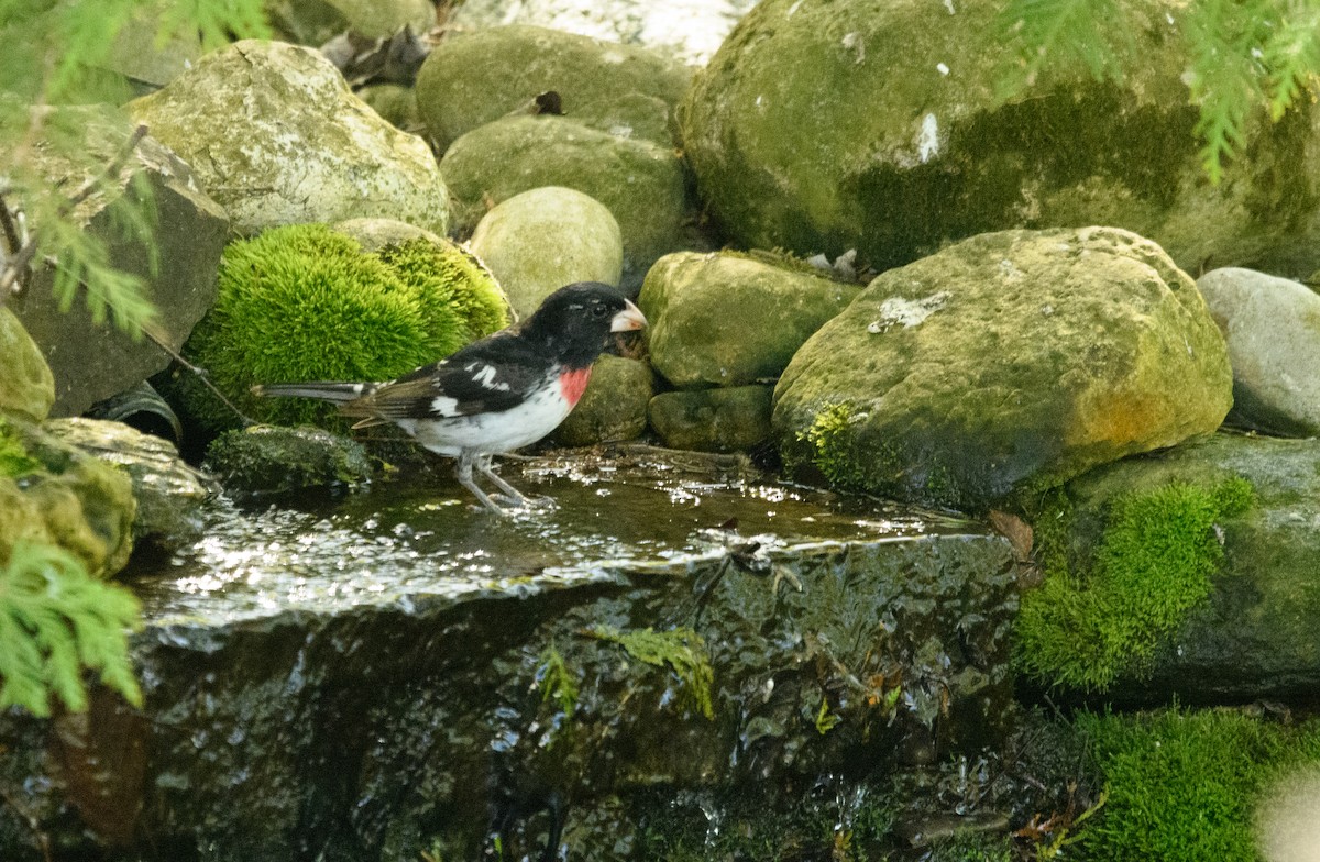 Rose-breasted Grosbeak - Tim Griffiths