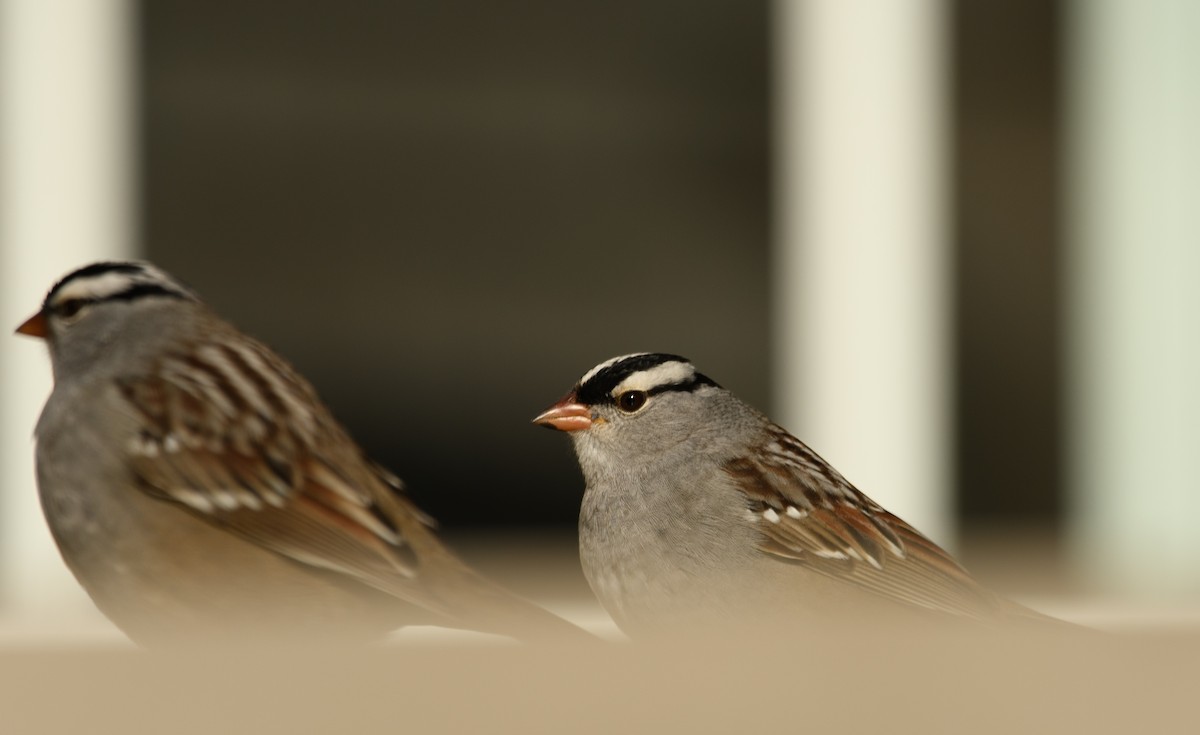 White-crowned Sparrow - Tim Griffiths