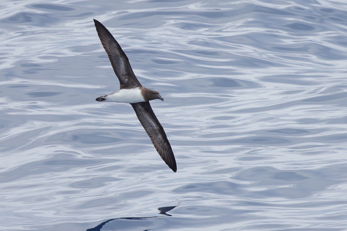 Tahiti Petrel - Jeran Lin