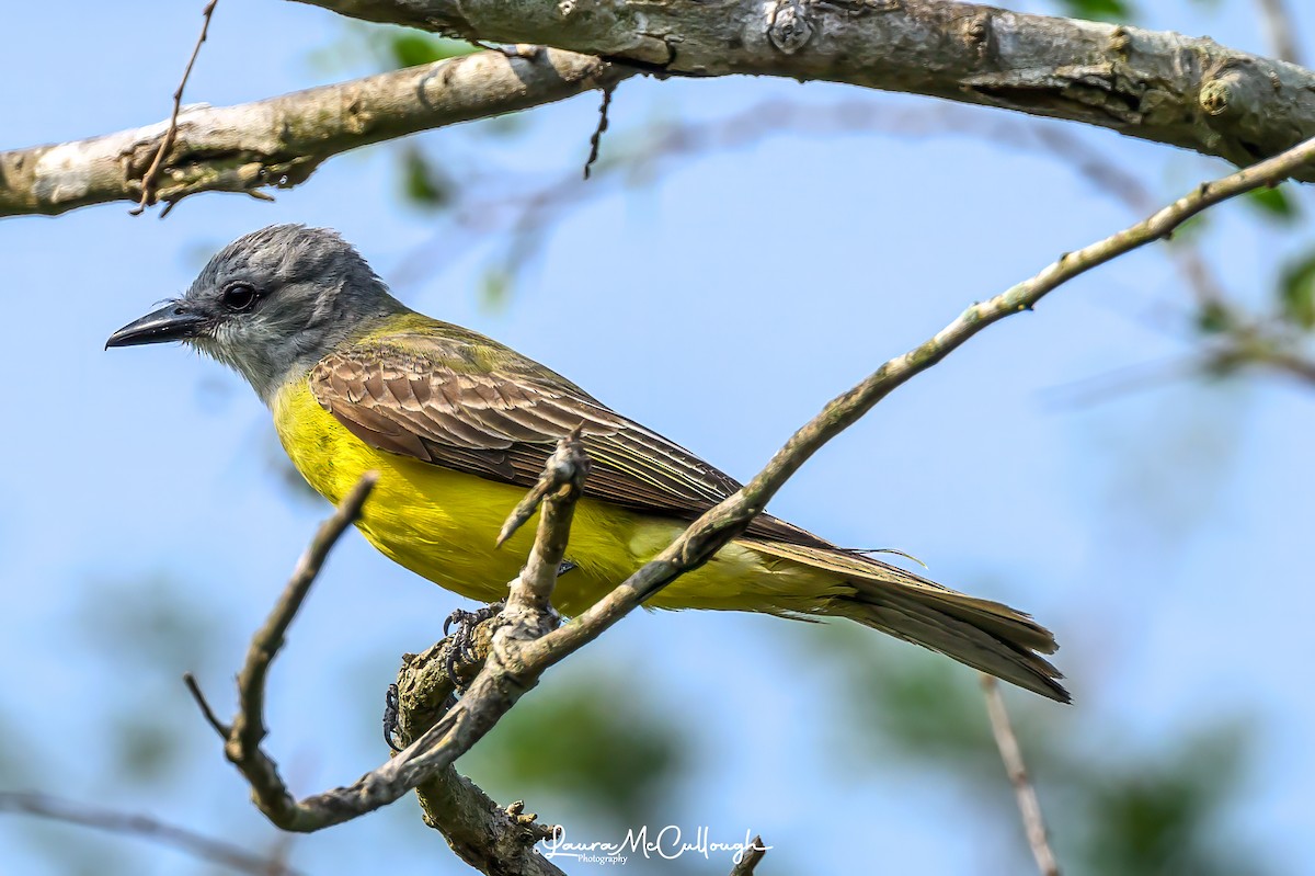 Couch's Kingbird - Laura McCullough