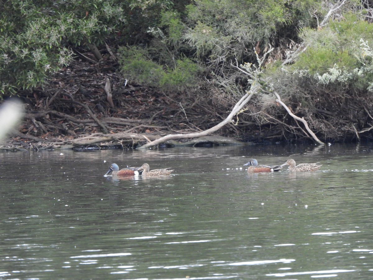 Australasian Shoveler - Jeffrey Crawley