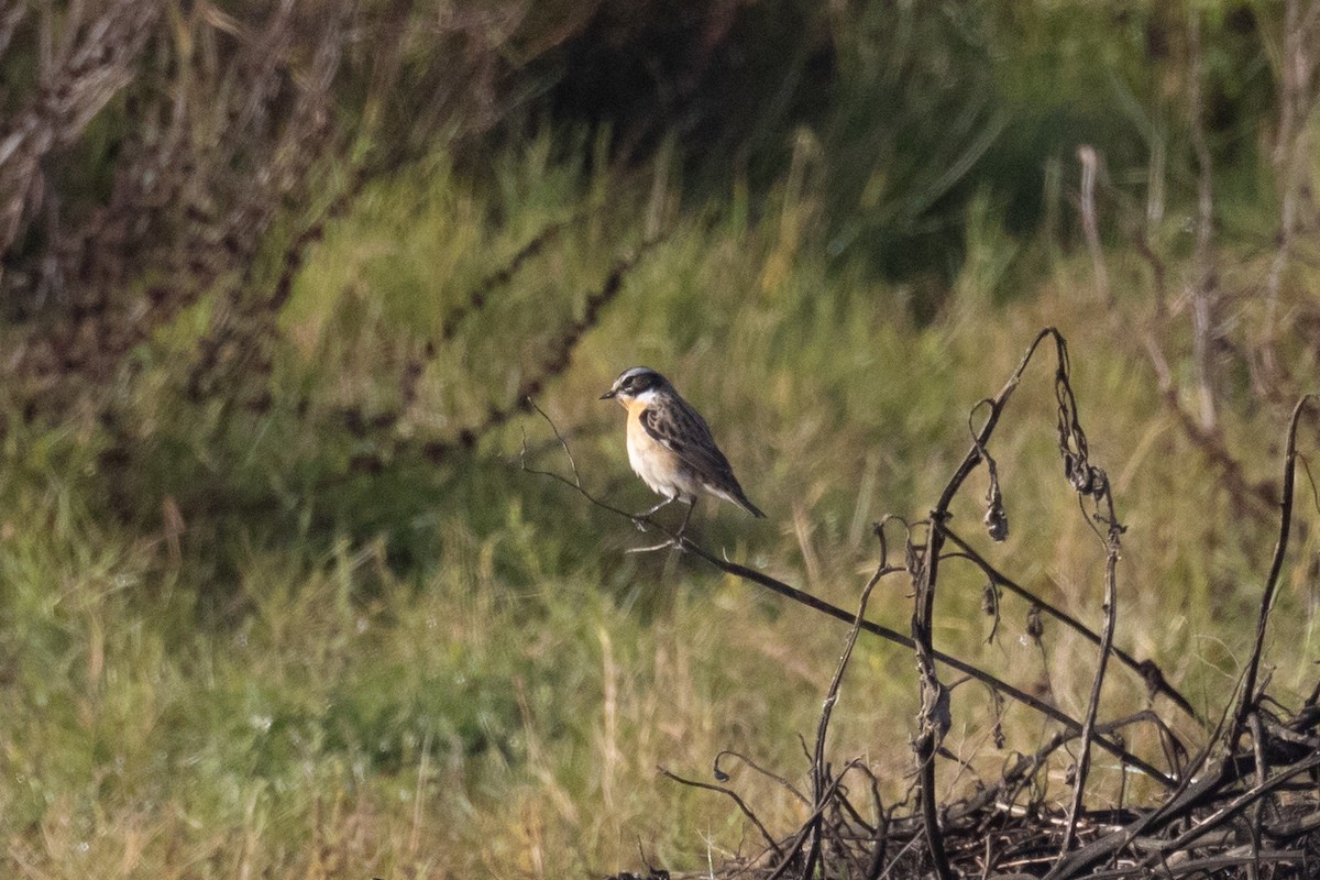 Whinchat - ML618810869