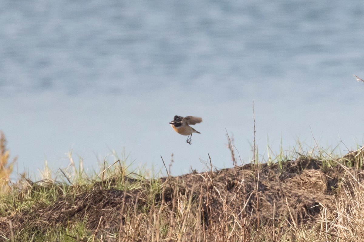 Whinchat - ML618810870