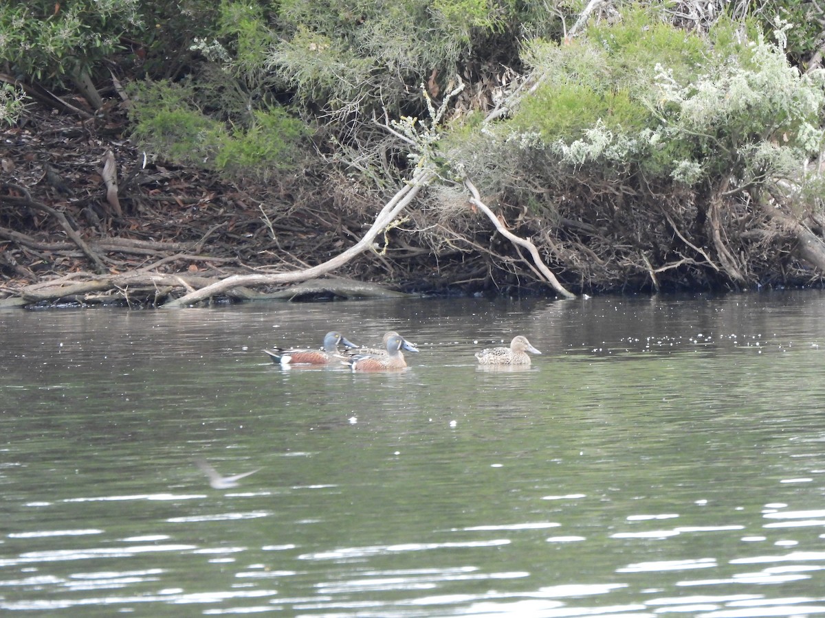 Australasian Shoveler - Jeffrey Crawley