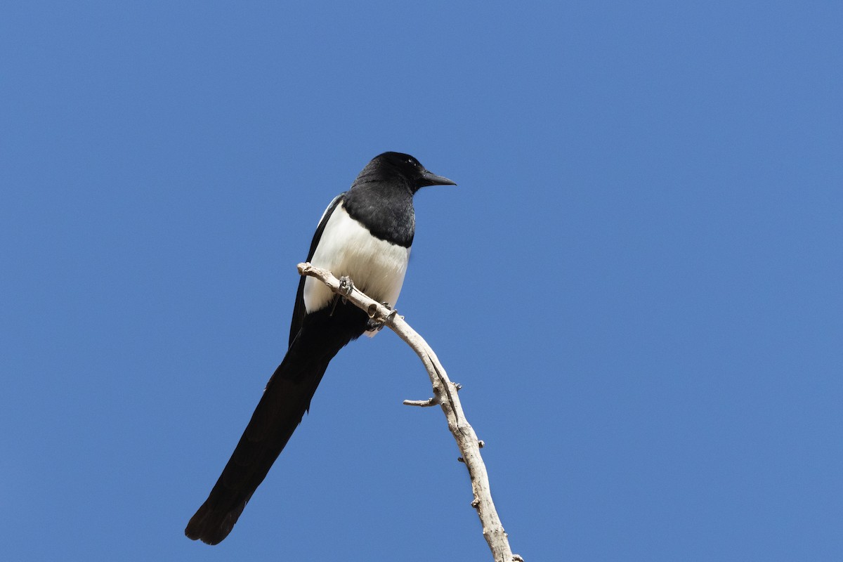 Black-billed Magpie - Chris Scott