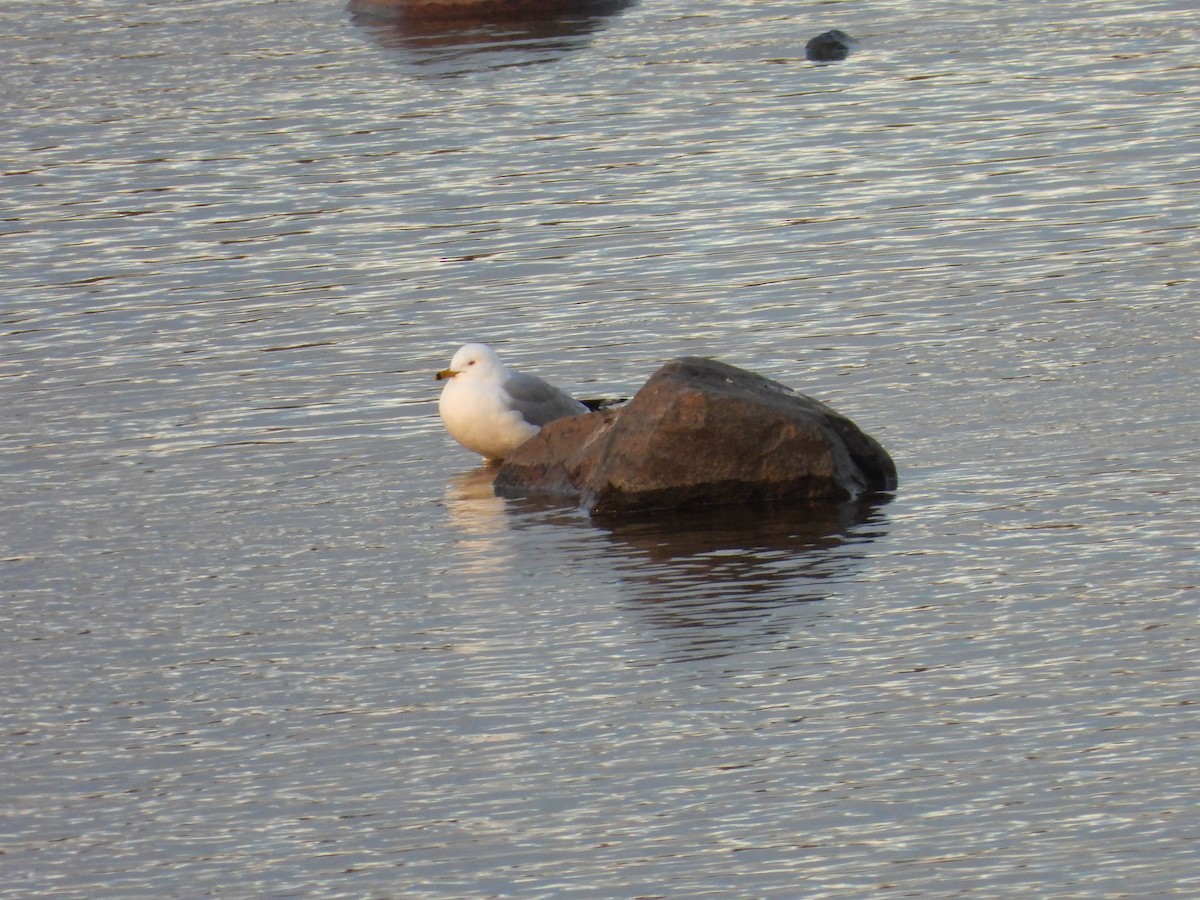 Ring-billed Gull - ML618810876