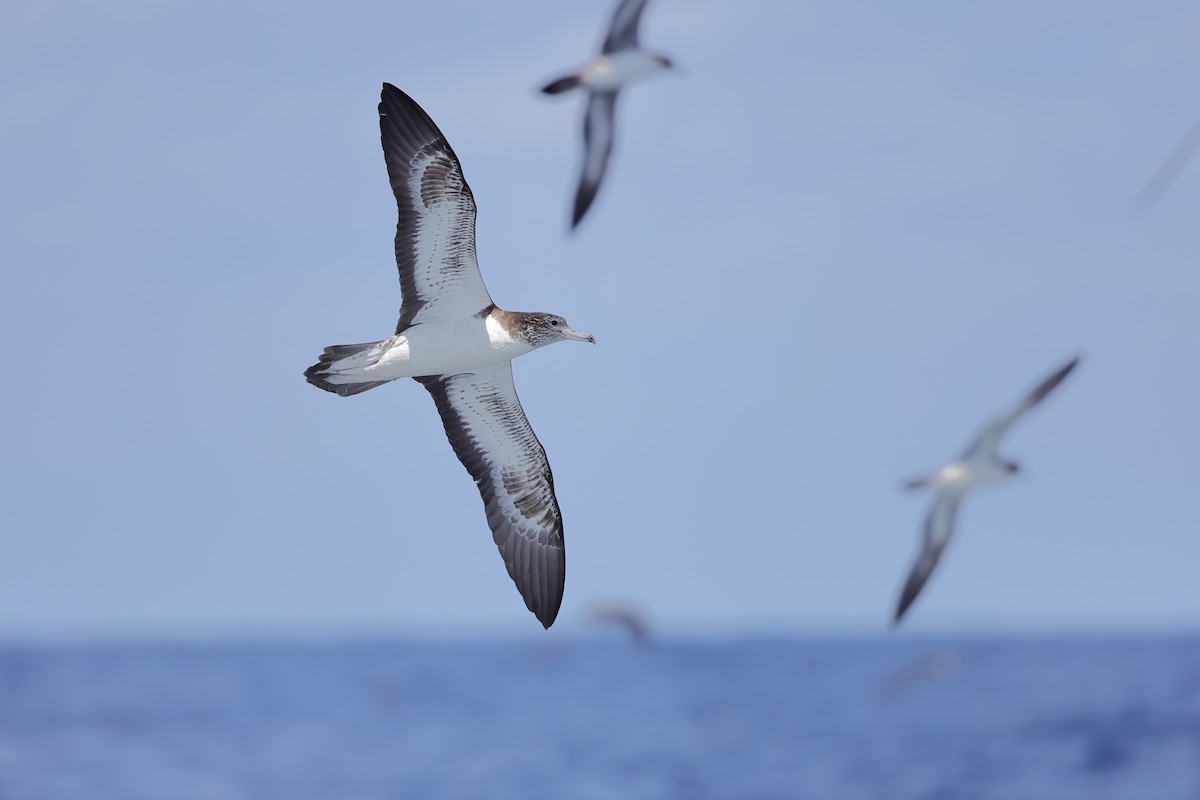 Streaked Shearwater - Jeran Lin