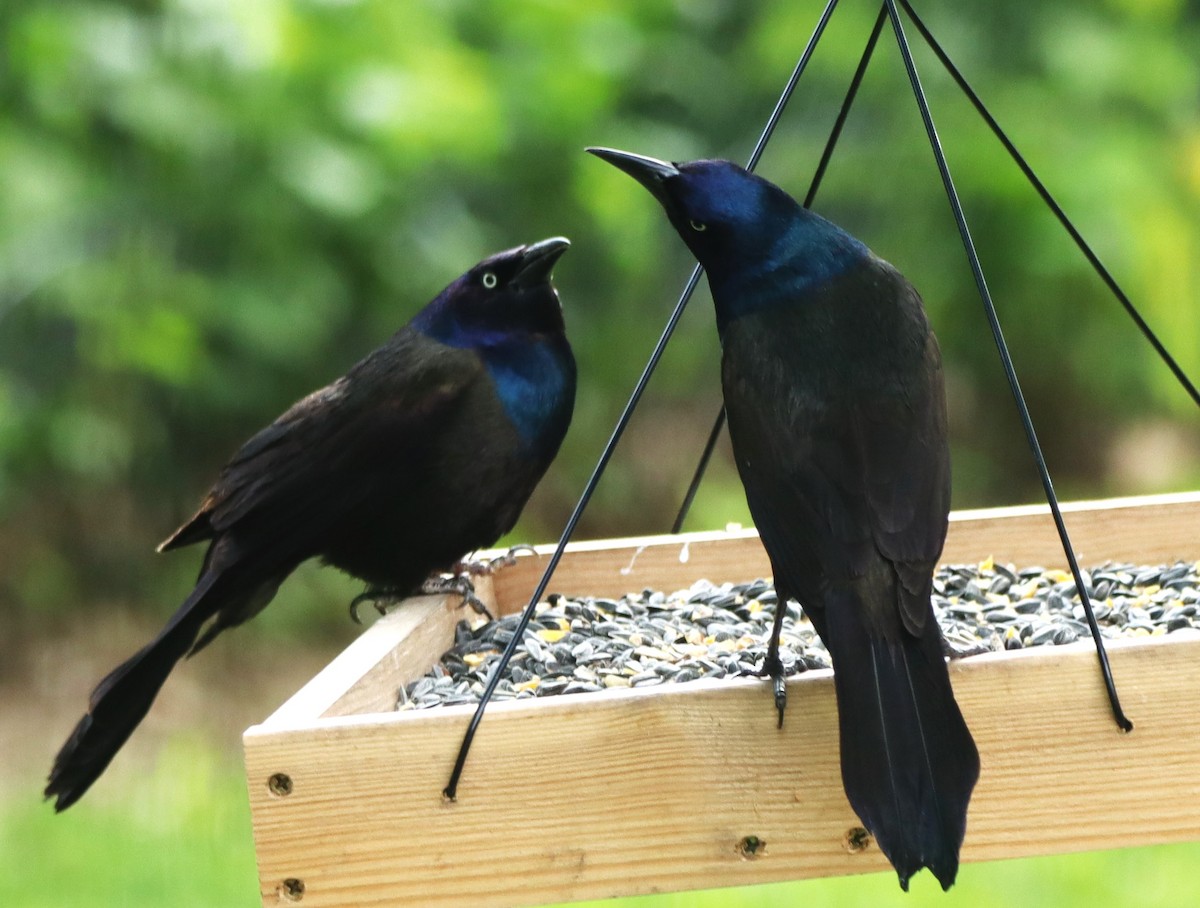 Common Grackle - Charlotte Croshaw