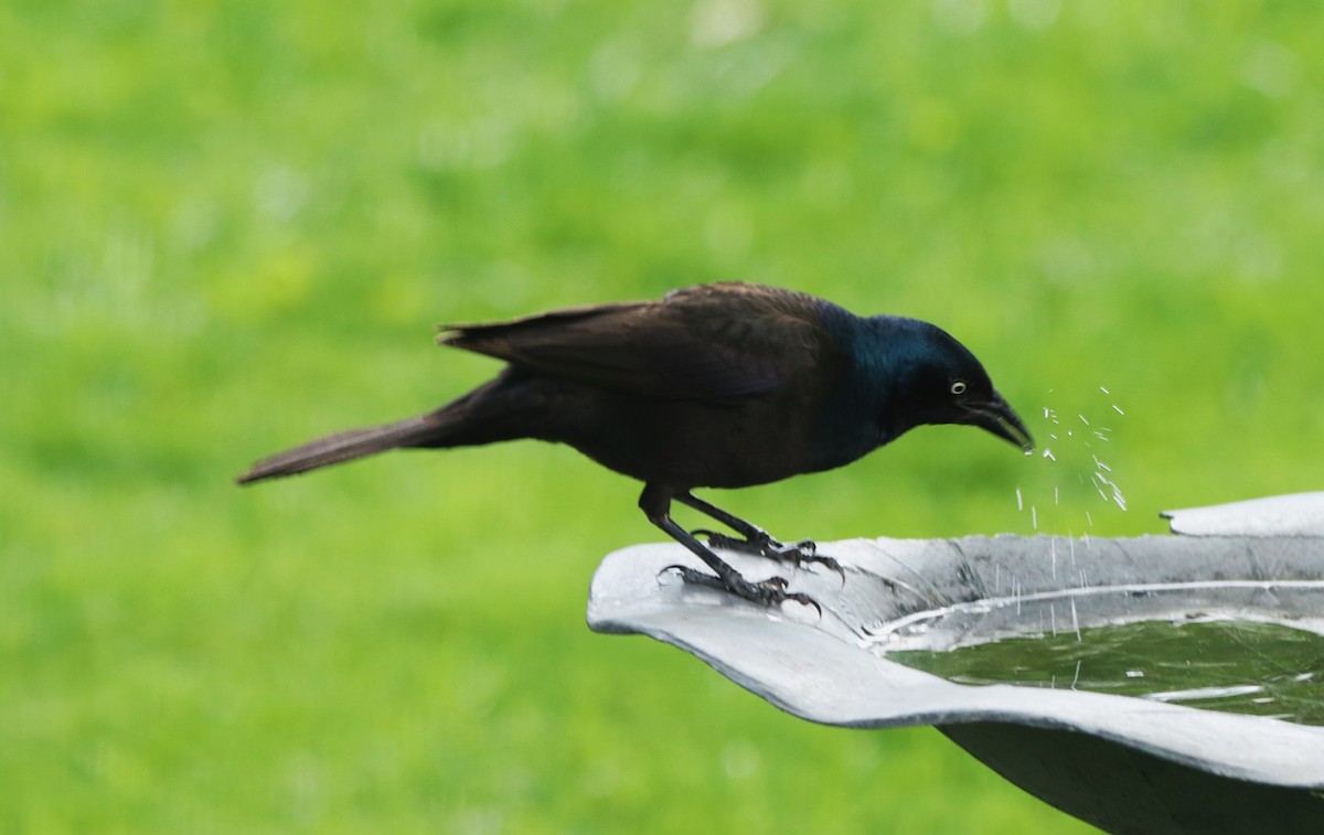 Common Grackle - Charlotte Croshaw