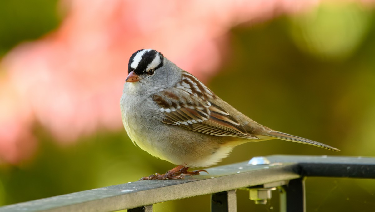 White-crowned Sparrow - Tim Griffiths