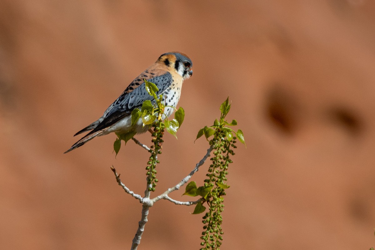 American Kestrel - Chris Scott