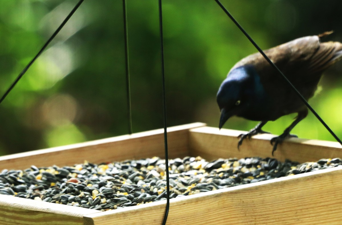 Common Grackle - Charlotte Croshaw