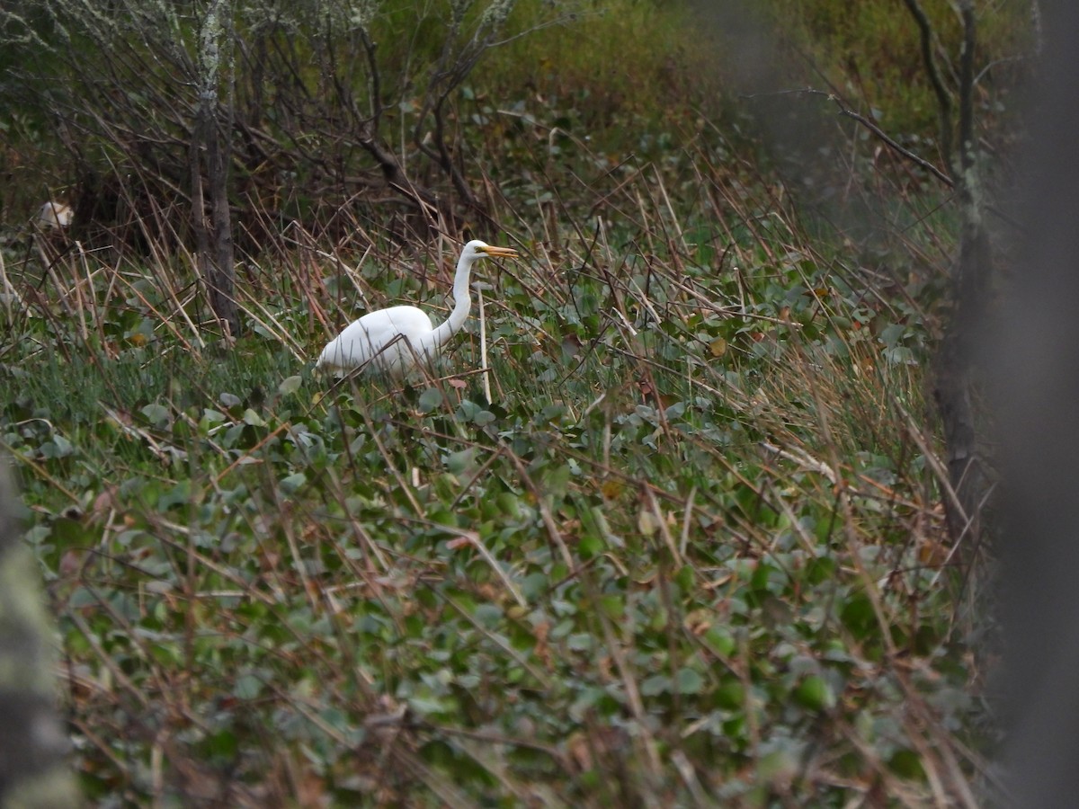 Great Egret (modesta) - Jeffrey Crawley