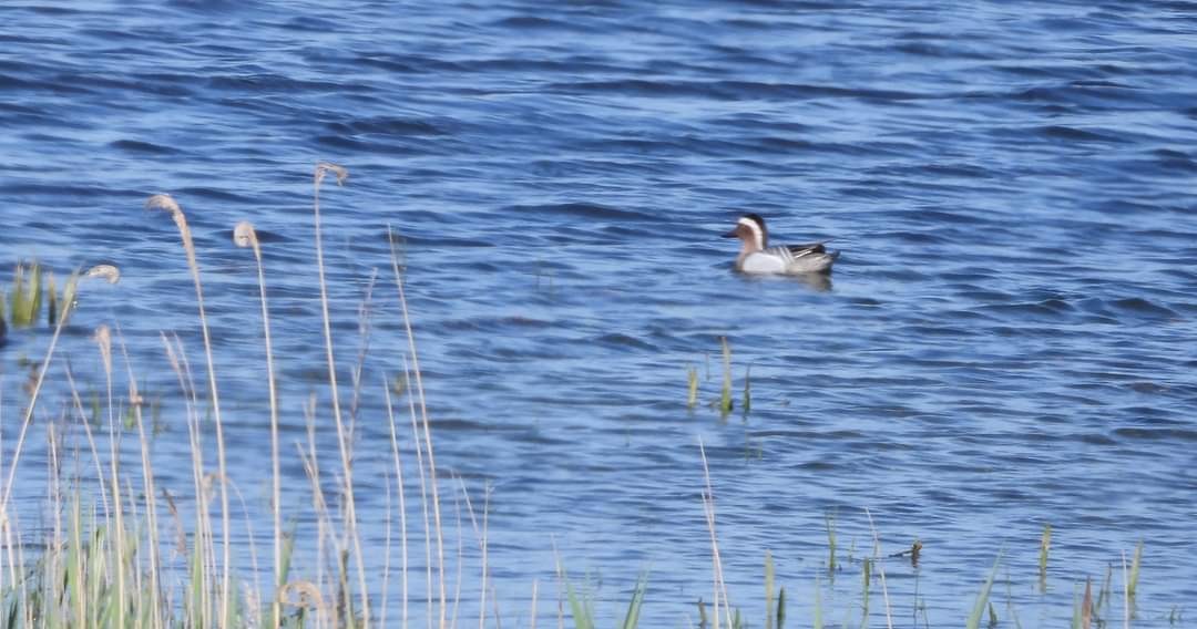 Garganey - Rosalind Hilditch