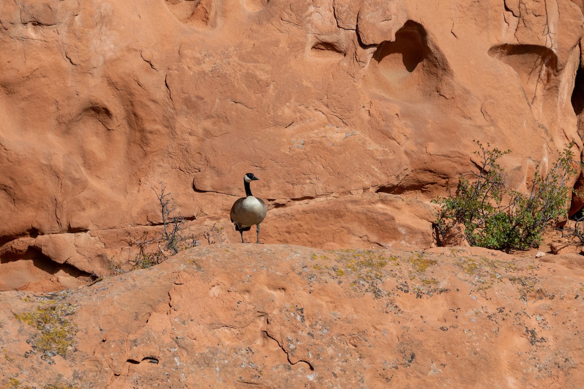 Canada Goose - Chris Scott