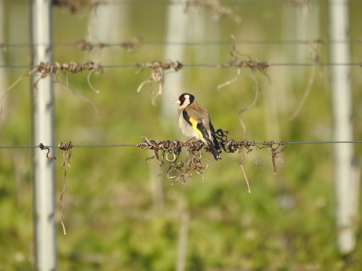 European Goldfinch - ML618810915