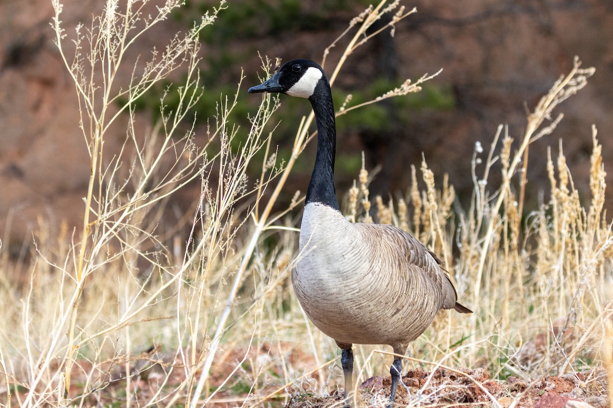 Canada Goose - Chris Scott