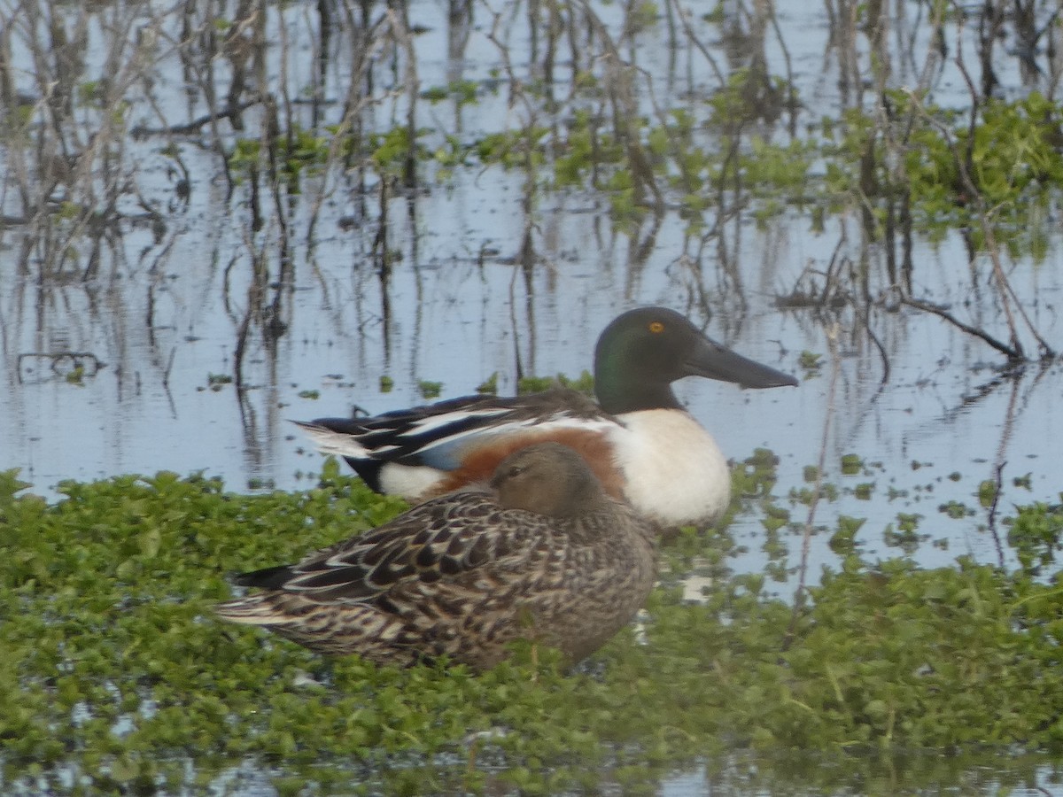 Northern Shoveler - Paul Mackenzie