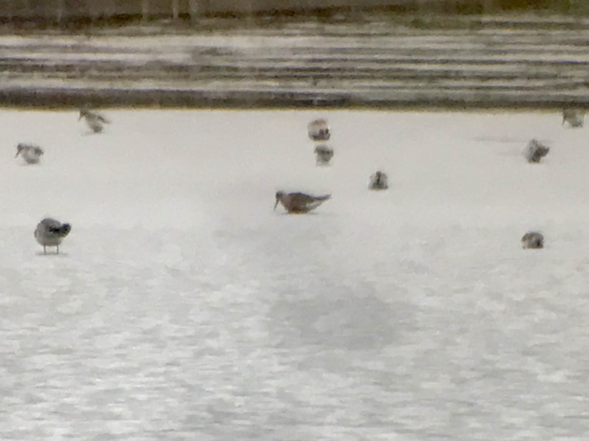 Curlew Sandpiper - Jason Horn