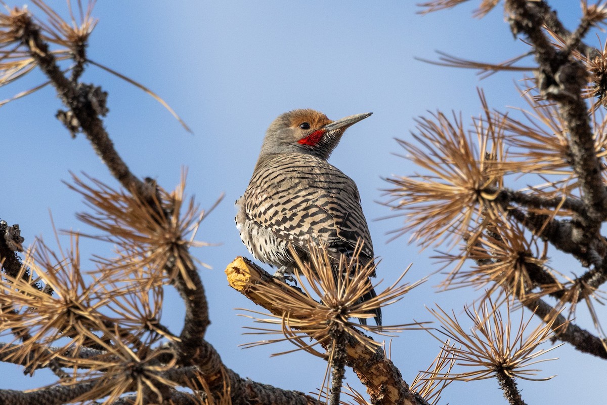 Northern Flicker - Chris Scott