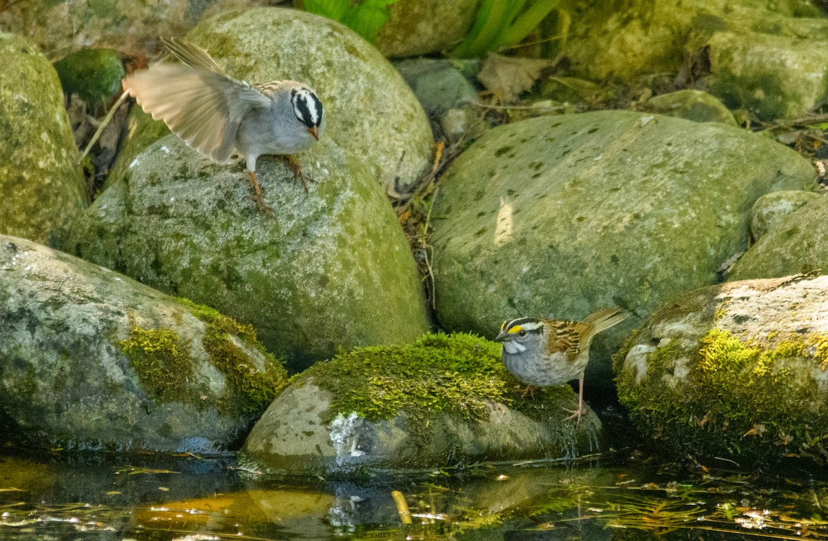 White-throated Sparrow - Tim Griffiths