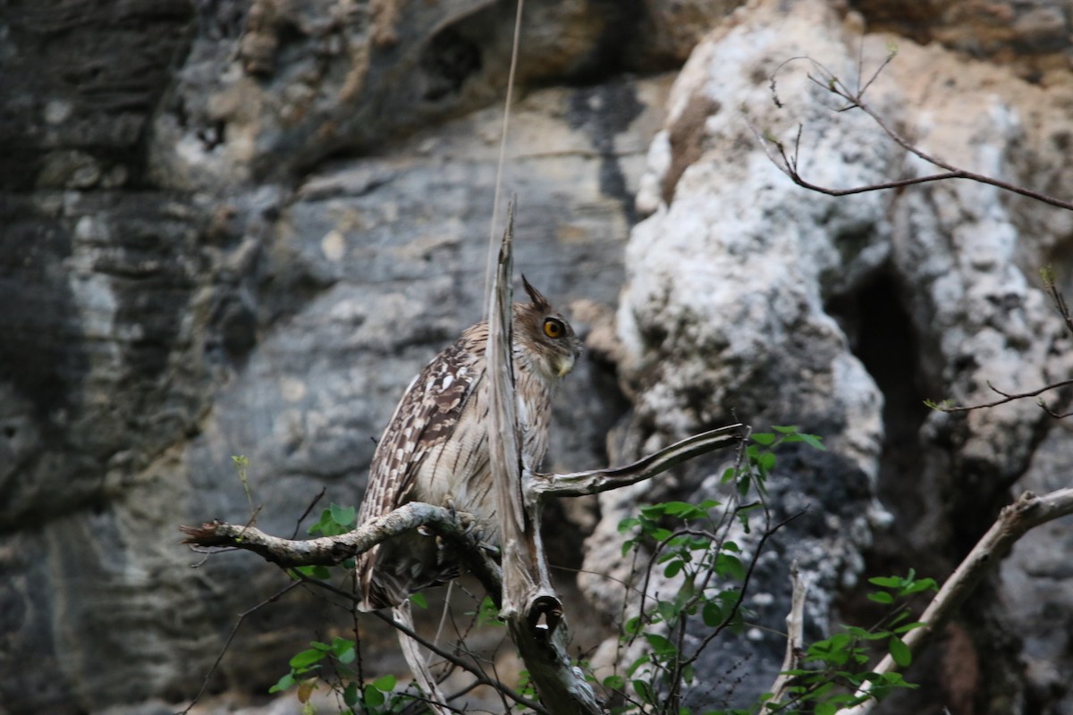 Brown Fish-Owl - Ronnaphon Engchuan