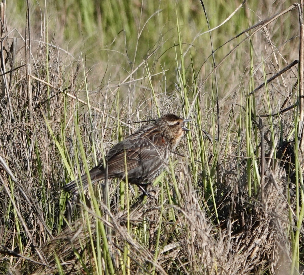 Red-winged Blackbird - Deirdre Robinson