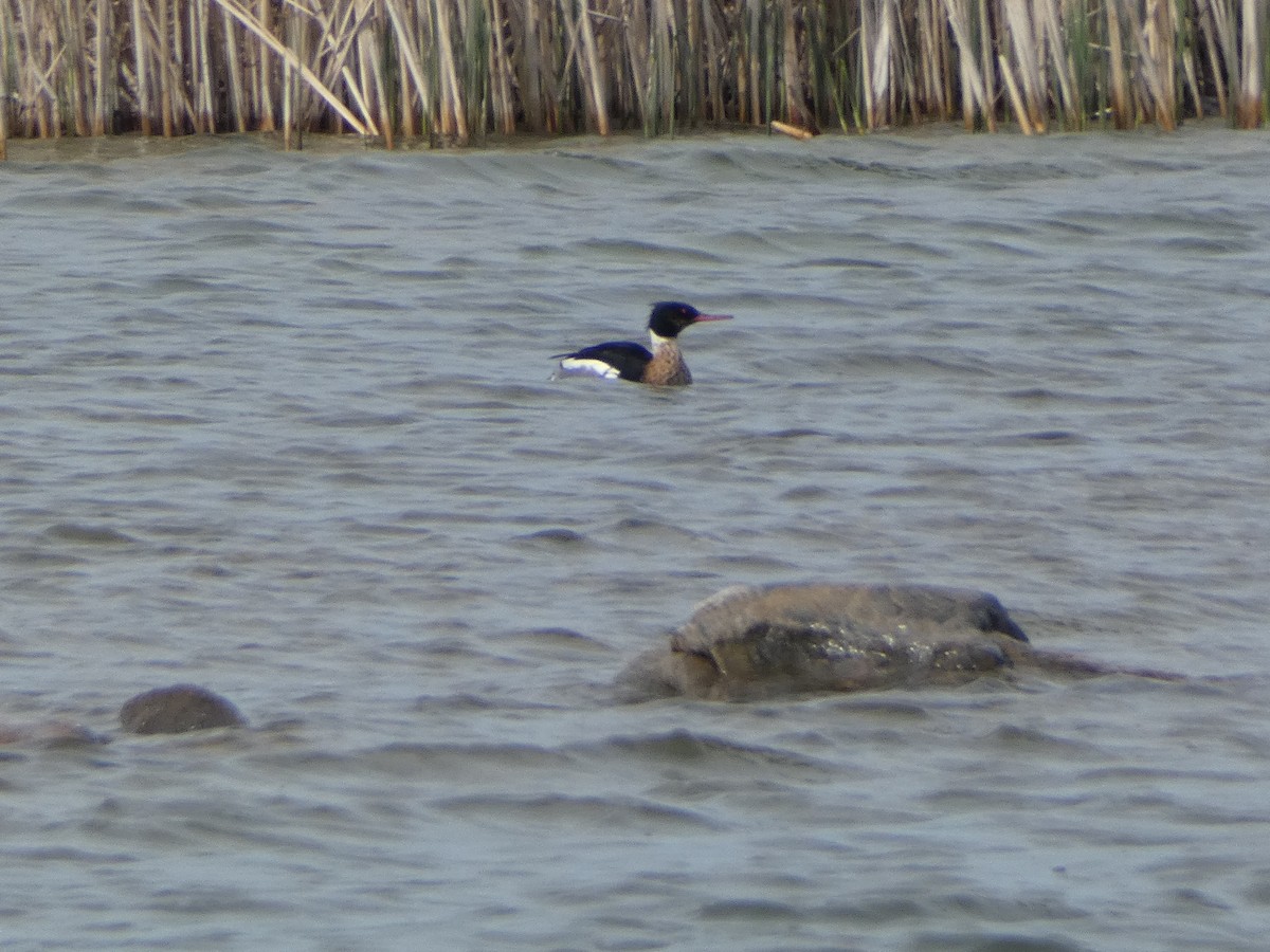 Red-breasted Merganser - Paul Mackenzie