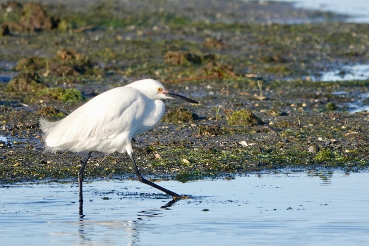 Snowy Egret - Deirdre Robinson