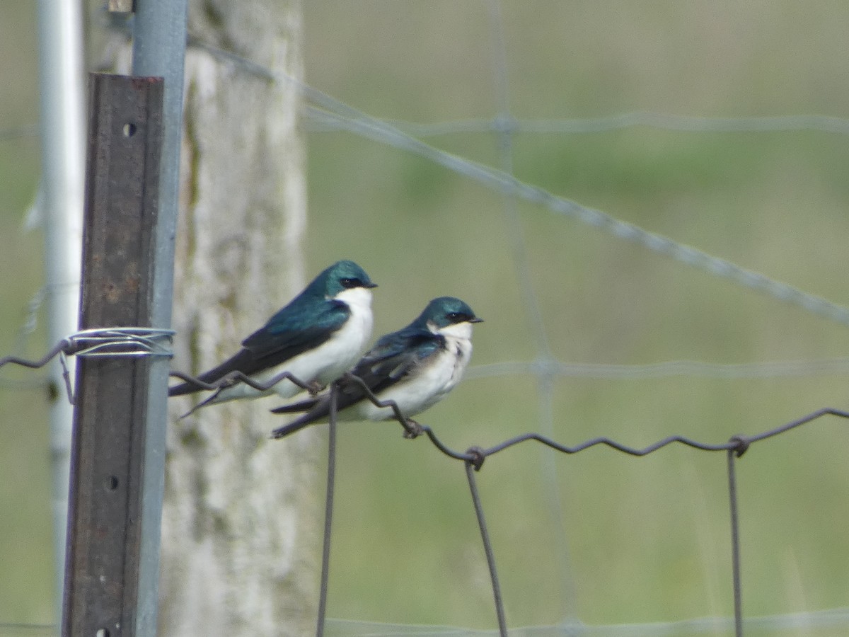 Tree Swallow - Paul Mackenzie