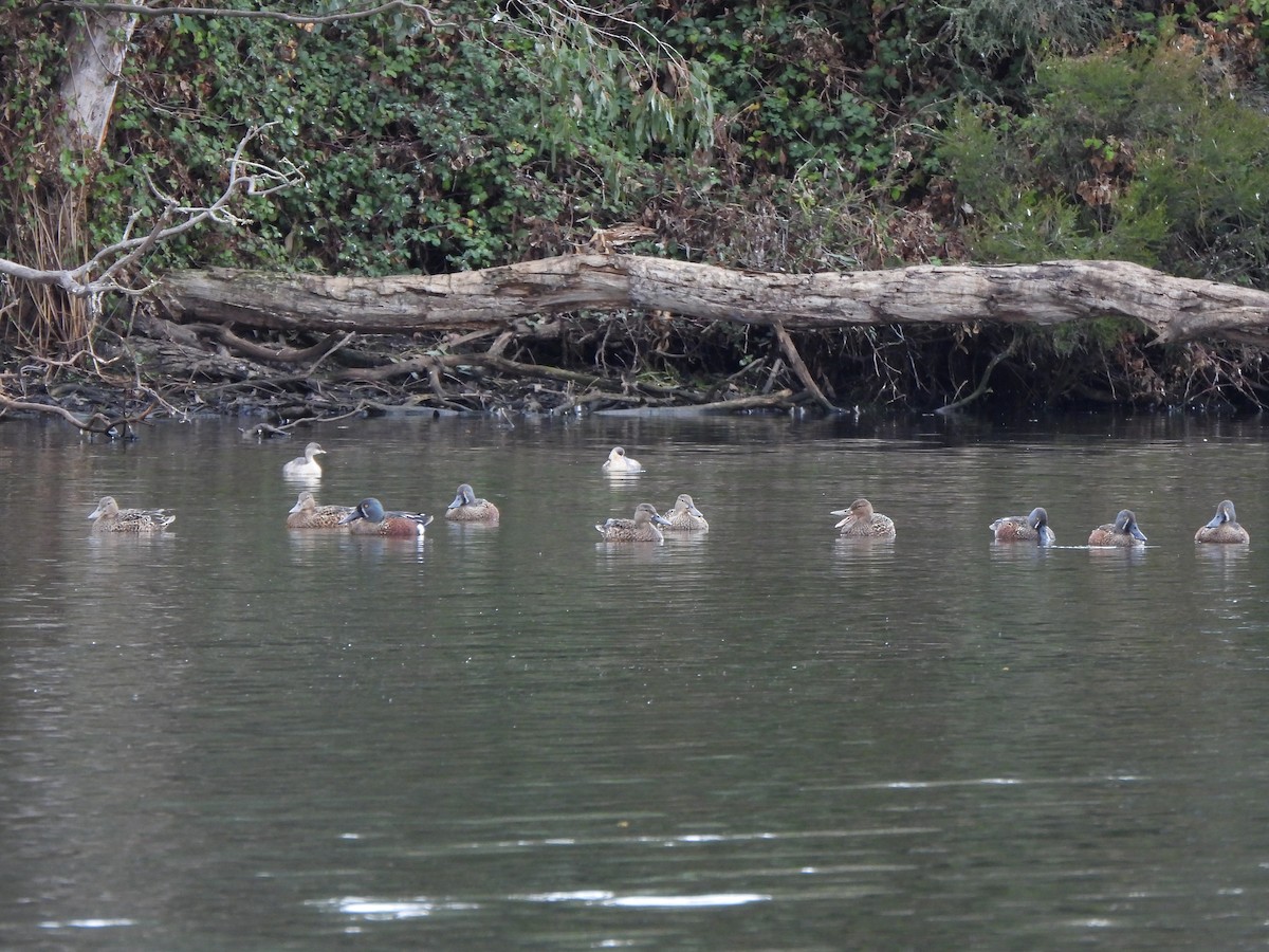 Australasian Shoveler - Jeffrey Crawley