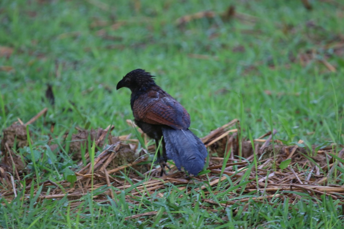 Lesser Coucal - ML618810978