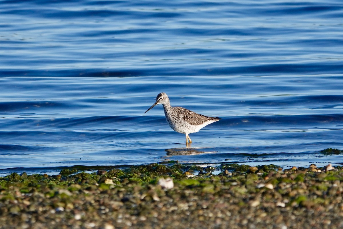 Greater Yellowlegs - Deirdre Robinson