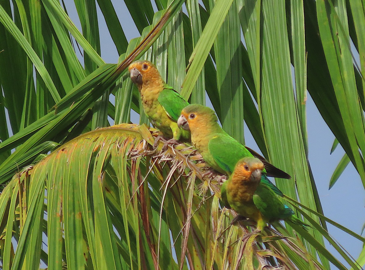 Brown-throated Parakeet - sylvain Uriot