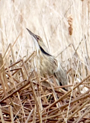 American Bittern - Dave Trochlell