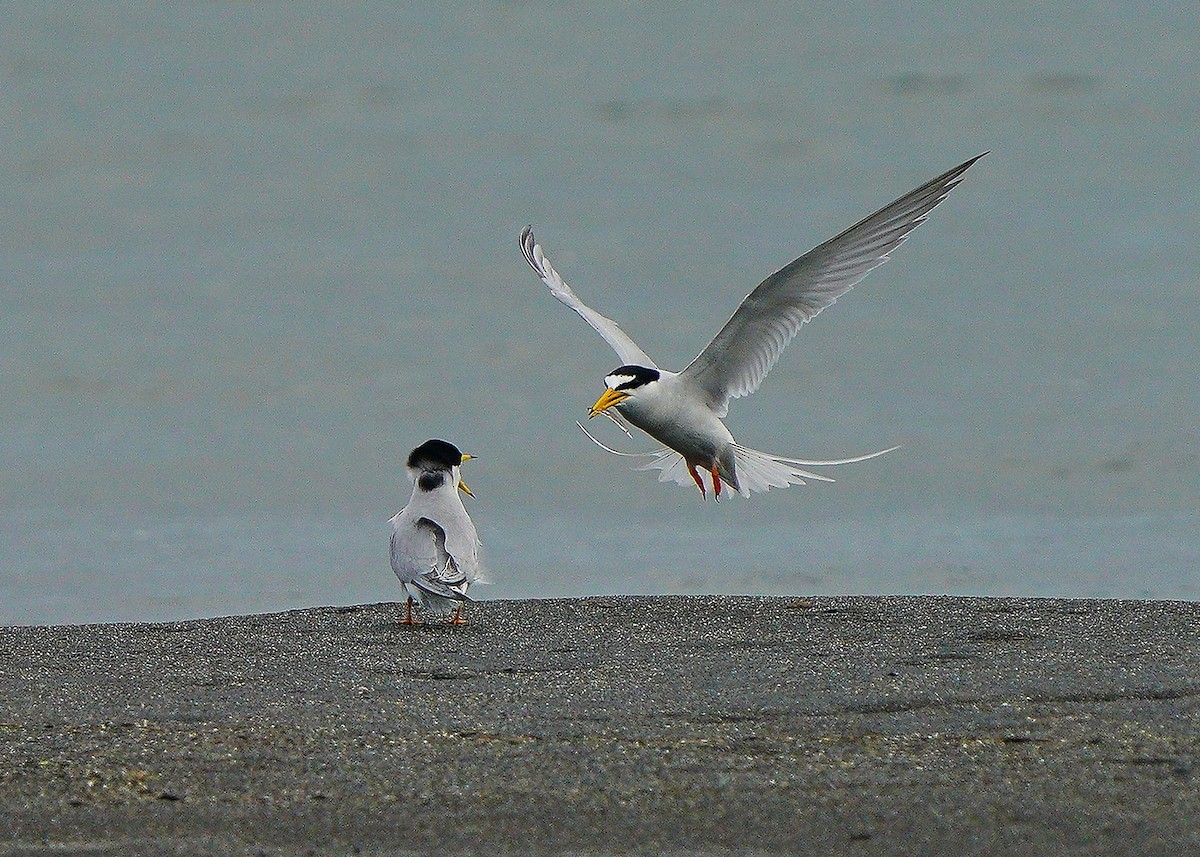 Little Tern - Chieh-Peng Chen