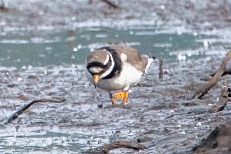 Common Ringed Plover - David Spencer